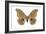 Polyphemus Moth (Telea Polyphemus), Insects-Encyclopaedia Britannica-Framed Art Print