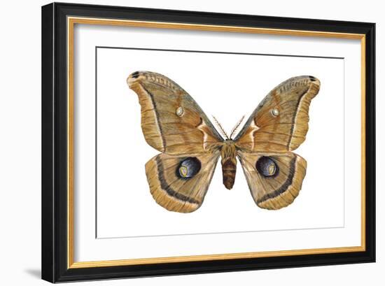 Polyphemus Moth (Telea Polyphemus), Insects-Encyclopaedia Britannica-Framed Art Print