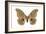 Polyphemus Moth (Telea Polyphemus), Insects-Encyclopaedia Britannica-Framed Art Print