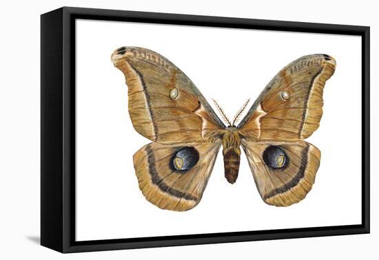 Polyphemus Moth (Telea Polyphemus), Insects-Encyclopaedia Britannica-Framed Stretched Canvas