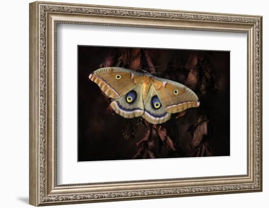 Polyphemus-Jimmy Hoffman-Framed Photographic Print