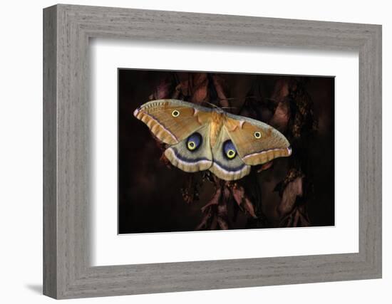 Polyphemus-Jimmy Hoffman-Framed Photographic Print