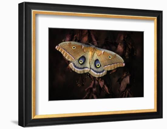 Polyphemus-Jimmy Hoffman-Framed Photographic Print