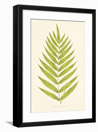 Polypodium Meniscifolium-Edward Joseph Lowe-Framed Giclee Print