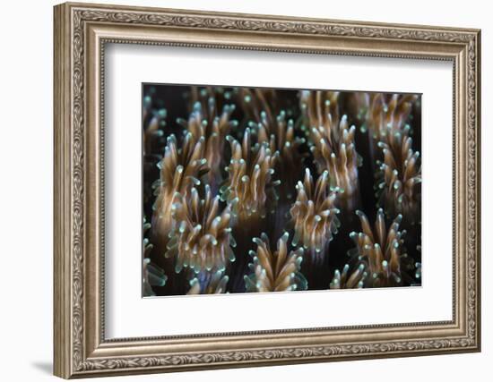 Polyps of a Galaxea Coral Colony Grow on a Reef in Indonesia-Stocktrek Images-Framed Photographic Print