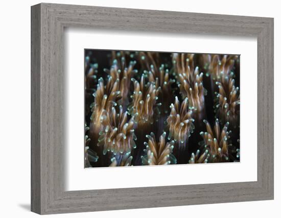 Polyps of a Galaxea Coral Colony Grow on a Reef in Indonesia-Stocktrek Images-Framed Photographic Print