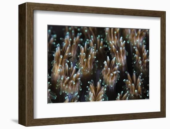 Polyps of a Galaxea Coral Colony Grow on a Reef in Indonesia-Stocktrek Images-Framed Photographic Print