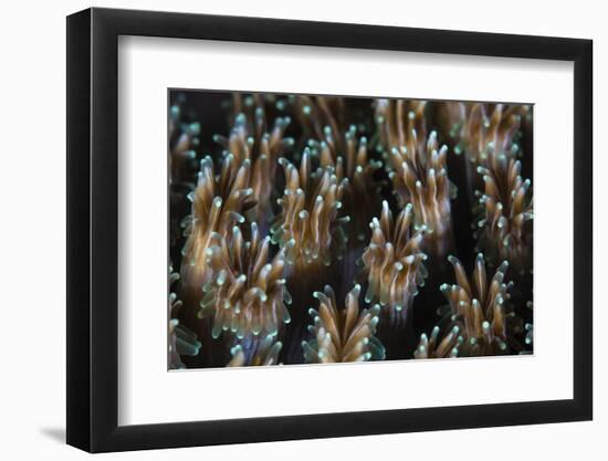 Polyps of a Galaxea Coral Colony Grow on a Reef in Indonesia-Stocktrek Images-Framed Photographic Print