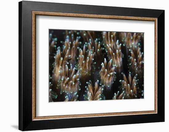 Polyps of a Galaxea Coral Colony Grow on a Reef in Indonesia-Stocktrek Images-Framed Photographic Print