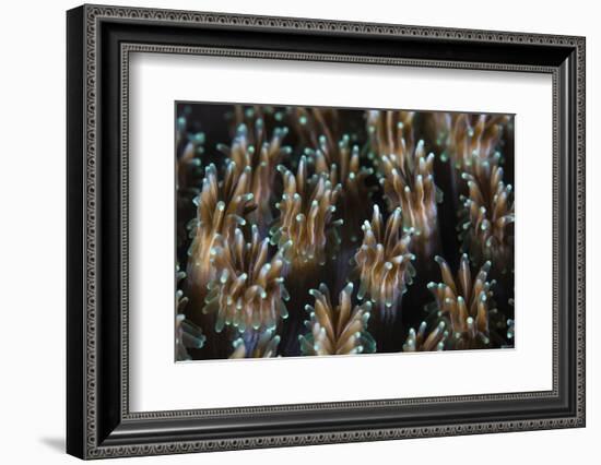 Polyps of a Galaxea Coral Colony Grow on a Reef in Indonesia-Stocktrek Images-Framed Photographic Print