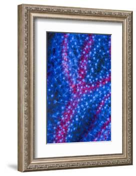 Polyps on gorgonian fan coral. West Papua, Indonesia-Georgette Douwma-Framed Photographic Print