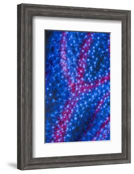 Polyps on gorgonian fan coral. West Papua, Indonesia-Georgette Douwma-Framed Photographic Print
