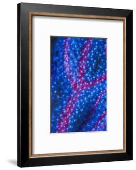 Polyps on gorgonian fan coral. West Papua, Indonesia-Georgette Douwma-Framed Photographic Print