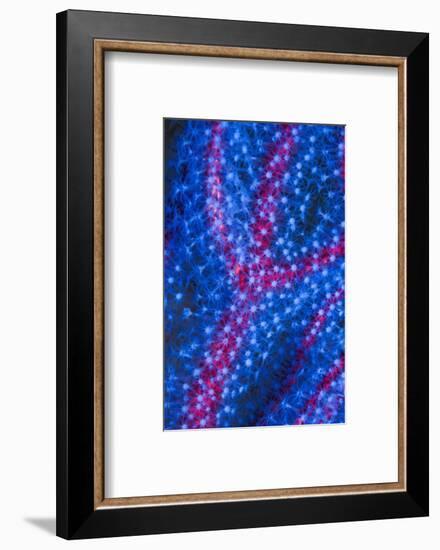 Polyps on gorgonian fan coral. West Papua, Indonesia-Georgette Douwma-Framed Photographic Print