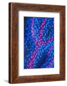 Polyps on gorgonian fan coral. West Papua, Indonesia-Georgette Douwma-Framed Photographic Print