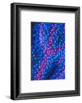 Polyps on gorgonian fan coral. West Papua, Indonesia-Georgette Douwma-Framed Photographic Print