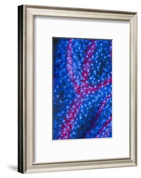 Polyps on gorgonian fan coral. West Papua, Indonesia-Georgette Douwma-Framed Photographic Print