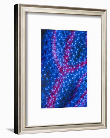 Polyps on gorgonian fan coral. West Papua, Indonesia-Georgette Douwma-Framed Photographic Print