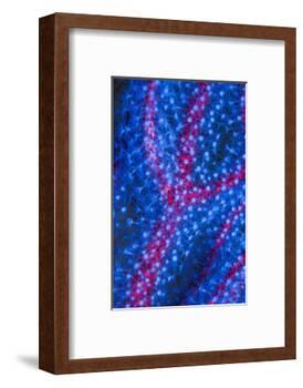 Polyps on gorgonian fan coral. West Papua, Indonesia-Georgette Douwma-Framed Photographic Print