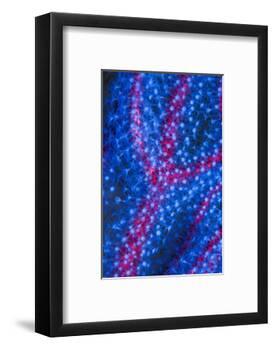 Polyps on gorgonian fan coral. West Papua, Indonesia-Georgette Douwma-Framed Photographic Print