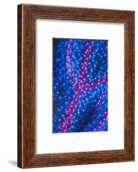 Polyps on gorgonian fan coral. West Papua, Indonesia-Georgette Douwma-Framed Photographic Print