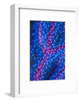 Polyps on gorgonian fan coral. West Papua, Indonesia-Georgette Douwma-Framed Photographic Print