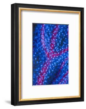 Polyps on gorgonian fan coral. West Papua, Indonesia-Georgette Douwma-Framed Photographic Print