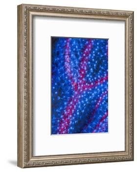 Polyps on gorgonian fan coral. West Papua, Indonesia-Georgette Douwma-Framed Photographic Print
