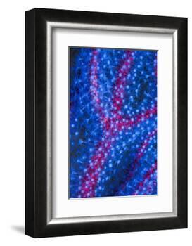 Polyps on gorgonian fan coral. West Papua, Indonesia-Georgette Douwma-Framed Photographic Print