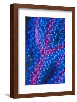 Polyps on gorgonian fan coral. West Papua, Indonesia-Georgette Douwma-Framed Photographic Print