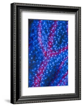 Polyps on gorgonian fan coral. West Papua, Indonesia-Georgette Douwma-Framed Photographic Print