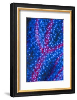 Polyps on gorgonian fan coral. West Papua, Indonesia-Georgette Douwma-Framed Photographic Print