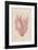 Polysiphonia-Henry Bradbury-Framed Giclee Print