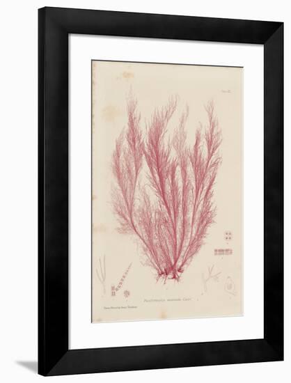 Polysiphonia-Henry Bradbury-Framed Giclee Print