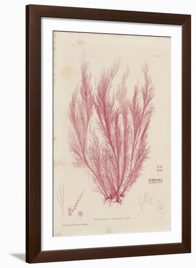 Polysiphonia-Henry Bradbury-Framed Giclee Print