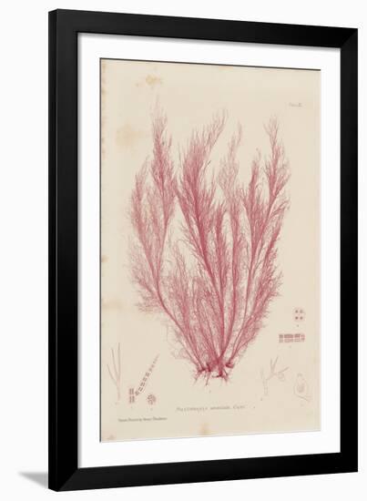 Polysiphonia-Henry Bradbury-Framed Giclee Print