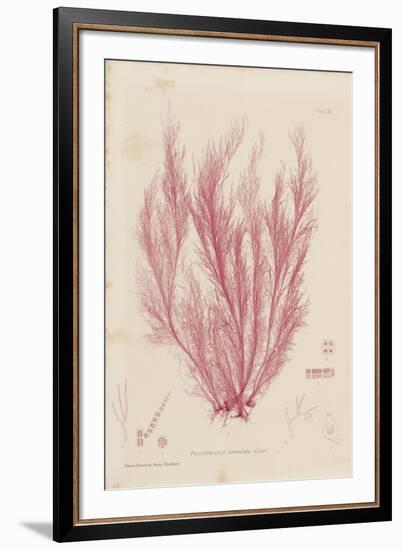 Polysiphonia-Henry Bradbury-Framed Giclee Print