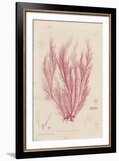 Polysiphonia-Henry Bradbury-Framed Giclee Print