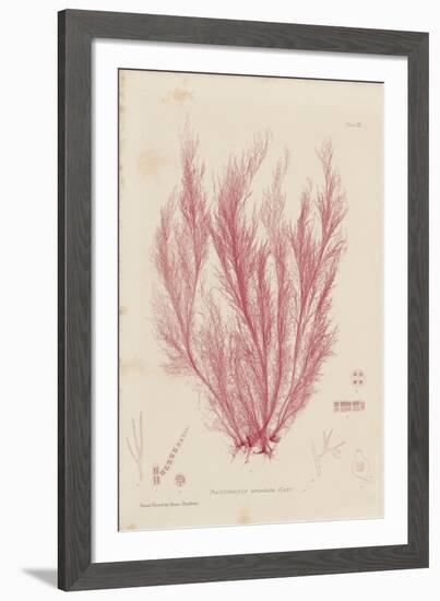 Polysiphonia-Henry Bradbury-Framed Giclee Print