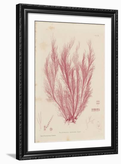 Polysiphonia-Henry Bradbury-Framed Giclee Print