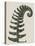 Polystichum Munitum-Karl Blossfeldt-Framed Stretched Canvas