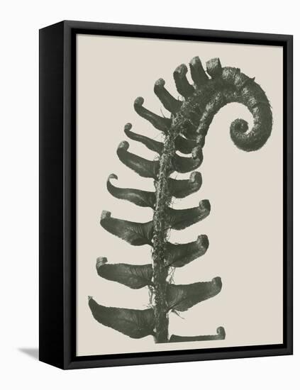 Polystichum Munitum-Karl Blossfeldt-Framed Stretched Canvas