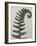 Polystichum munitum-Karl Blossfeldt-Framed Giclee Print