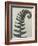 Polystichum munitum-Karl Blossfeldt-Framed Giclee Print