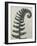 Polystichum munitum-Karl Blossfeldt-Framed Giclee Print