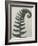 Polystichum munitum-Karl Blossfeldt-Framed Giclee Print