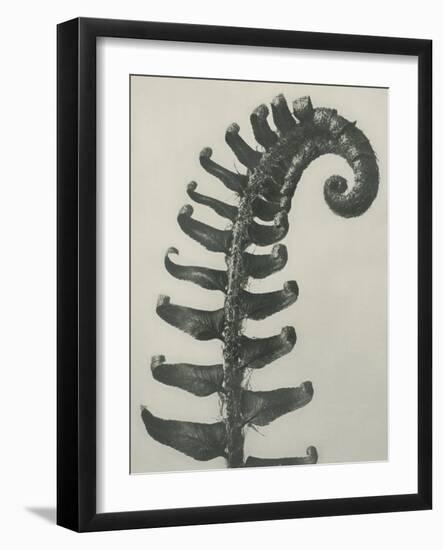 Polystichum munitum-Karl Blossfeldt-Framed Giclee Print