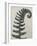 Polystichum munitum-Karl Blossfeldt-Framed Giclee Print