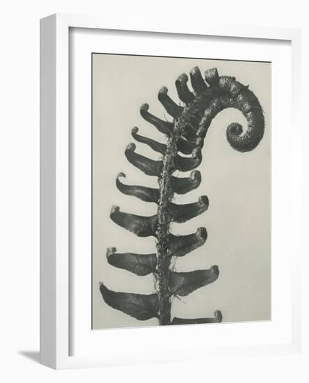 Polystichum munitum-Karl Blossfeldt-Framed Giclee Print