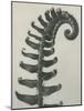 Polystichum munitum-Karl Blossfeldt-Mounted Giclee Print